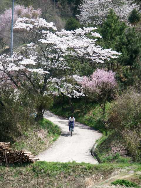 sakuramichi